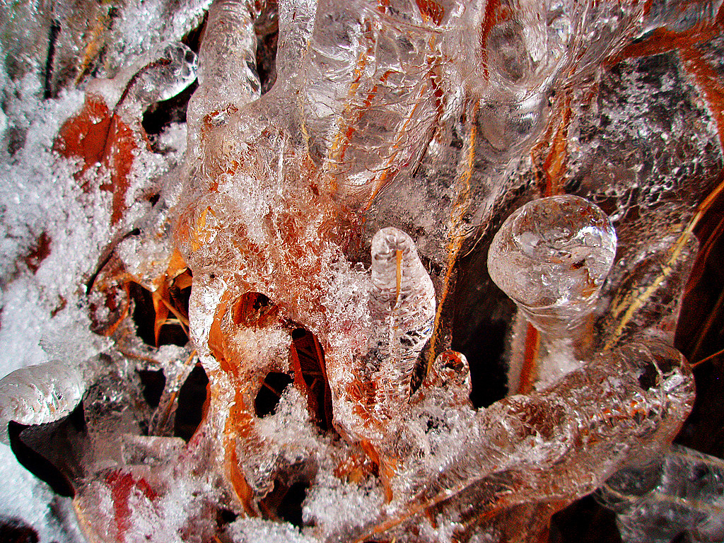 Shrubs “fossilized” in ice. Vi took this picture.