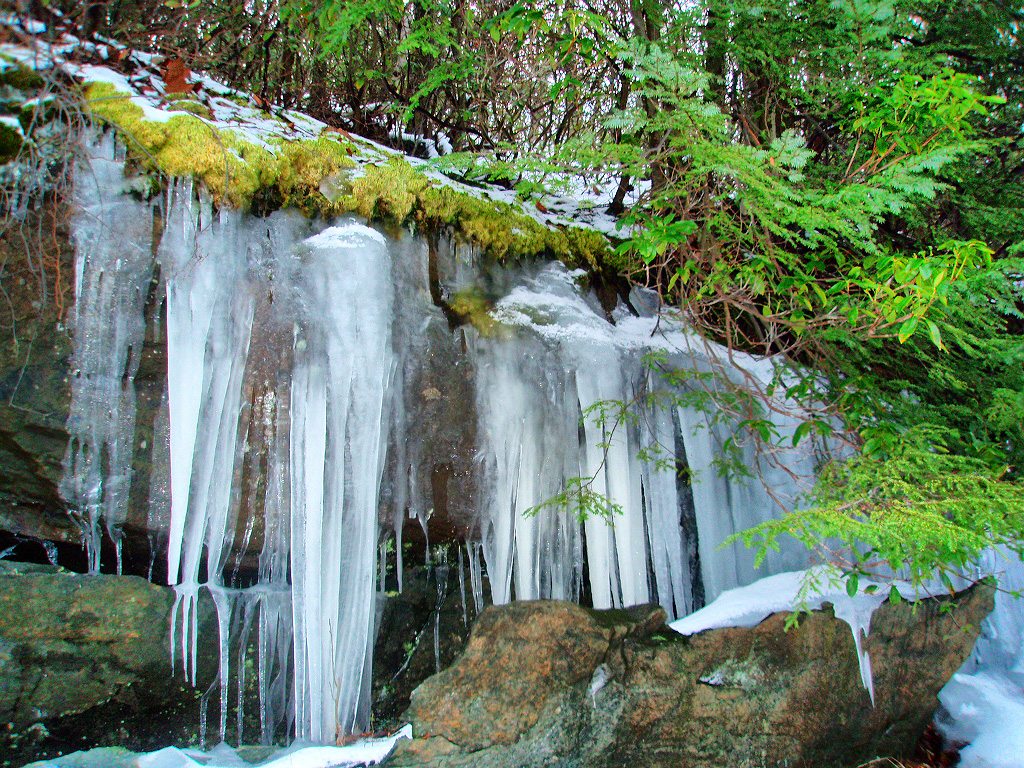 Evergreens on top of the icicles. Vi took this picture.