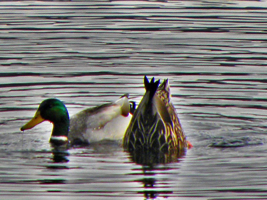 Enjoying the frigid waters. Vi took this picture.