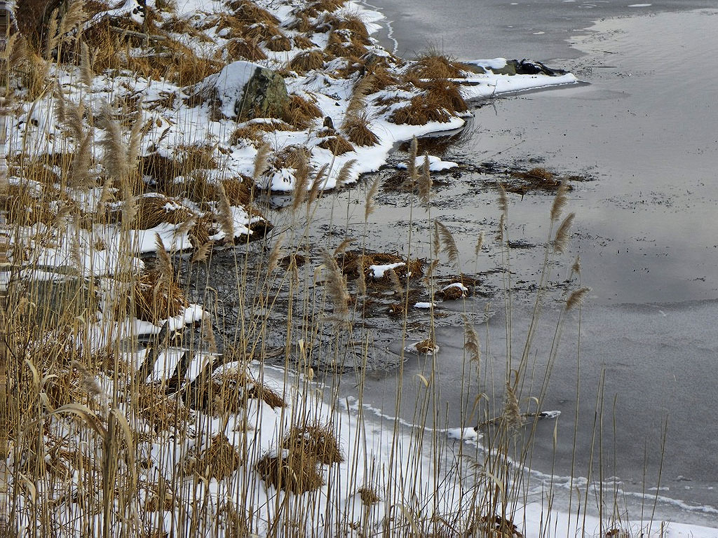 Frozen banks. Vi took this photo.