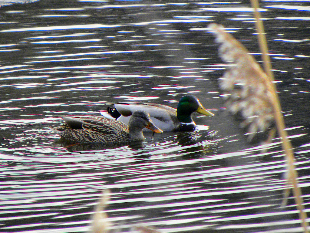 Ducks on the lake. Vi took this picture.