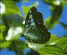Butterfly at Simply Butterfly Conservation Center.