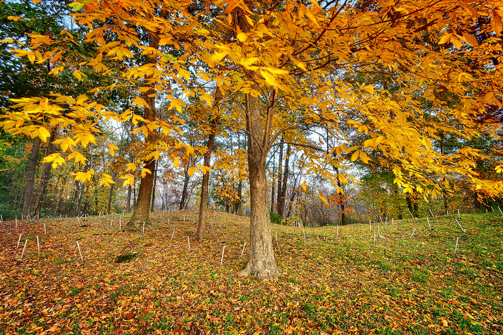 Colored Cemetery, Montgomery, NY