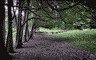 Path leading to Laurel Hill Cemetery. (The cemetery is behind me.)