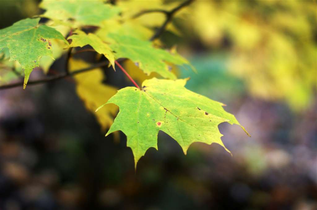 Maple leaf in autumn.