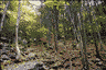 Hiking trail towards Kaaterskill Falls.