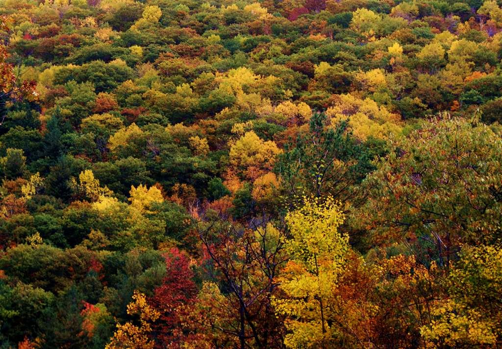 Fall foliage fronting Bastion Falls.